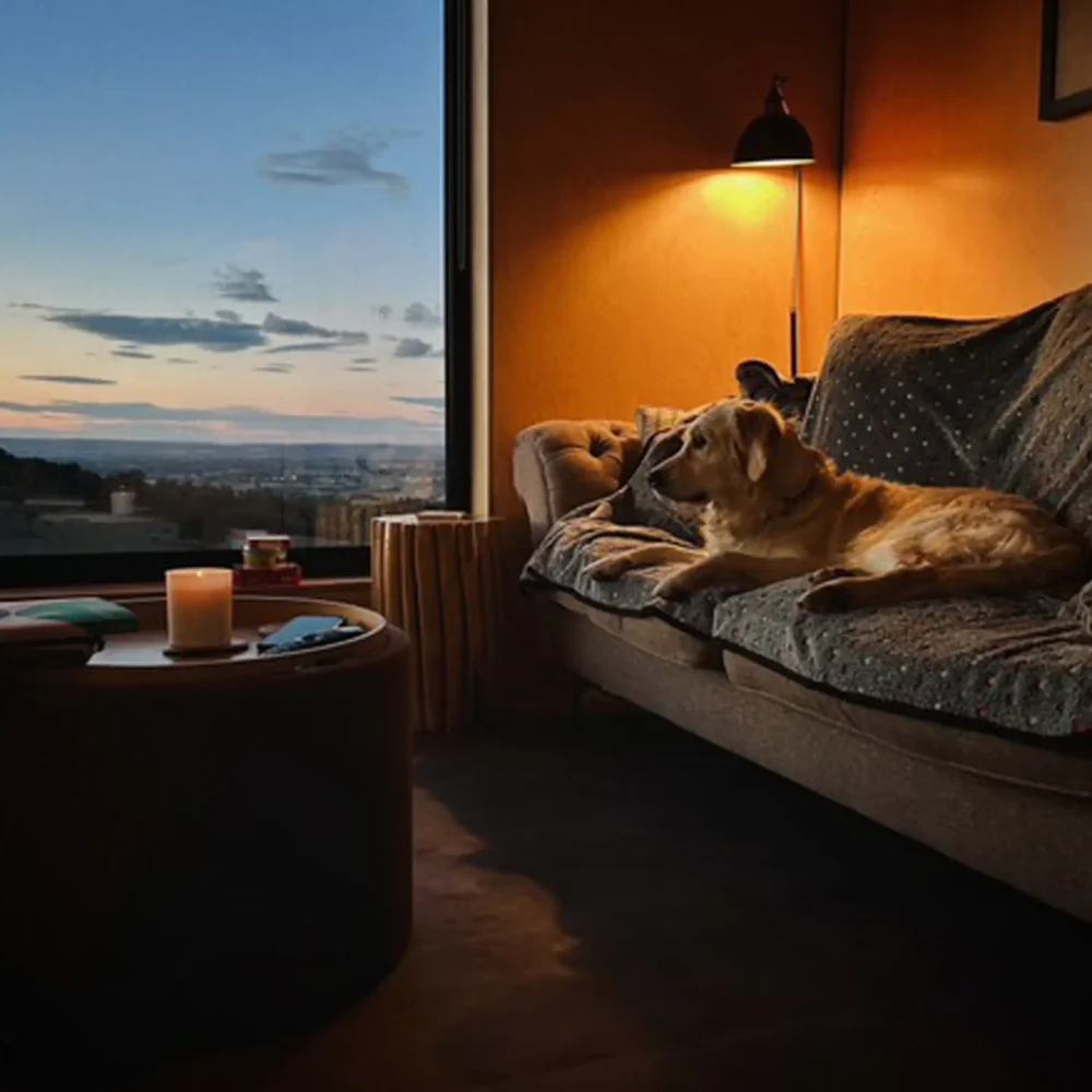 BCR DOG EVENING TIME